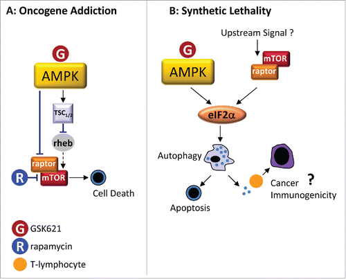 Figure 1. Oncogenic addiction versus synthetic lethality to explain GSK621-induced cytotoxicity in AML. (A) In the oncogenic addiction model, GSK621 activates AMPK. Upon activation, AMPK inactivates mTORC1 (mTOR/raptor complex) by direct phosphorylation of raptor. AMPK also indirectly inhibits mTORC1 via an activating phosphorylation of TSC1/2 (Tuberous Sclerosis Complex ½) harboring a GAP (GTPase activating protein) activity toward rheb (ras-homolog enriched in brain), a small G-protein involved in mTORC1 activation. Hence, AMPK-dependent TSC1/2 activation favors inactive GDP-bound rheb, ultimately inhibiting mTORC1 activity. (B) In the synthetic lethality model, AMPK and mTORC1 activities are uncoupled. In AML cells, mTORC1 is overactivated due to unidentified upstream signals. Co-activation of AMPK and mTORC1 activates the eIF2α signaling pathway, which triggers autophagic cell death accounting for GSK621-induced cytotoxicity. In addition, eIF2α activation and autophagy might stimulate cancer immunogenicity through dendritic cell-mediated activation of cytotoxic T lymphocytes.