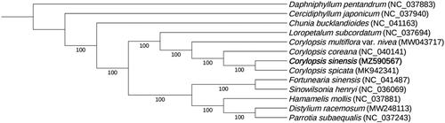 Figure 1. ML phylogenetic tree of C. sinensis with 12 previously reported species based on the complete chloroplast genome sequences. Numbers on the nodes are bootstrap values from 1000 replicates.