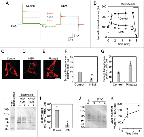 Figure 2. NEM and pitstop2 changed the localization of mCherry-TREK-1c proteins. (A and B) Inhibition of the run-up by NEM in MT-1 cells. Immediately after whole-cell access from a MT-1 cell, the TREK-1c current was evoked with a step pulse from −70 to 0 mV (0 min). Although current increased from 1 to 5 min in the control MT-1 cell, no increase was observed in the NEM-treated cell. The difference in conductance was significant (* p < 0.05, the Student's t-test, n = 5). (C) Confocal microscopic image of MT-1 cells. mCherry fluorescence was mostly located in the cytoplasm. Only weak fluorescence was observed at the plasma membrane (arrowheads). (D) NEM-treated MT-1 cells. Red fluorescence at the plasma membrane was almost diminished. (E) Pitstop2-treated MT-1 cells. Fluorescence at the plasma membrane was more prominent. (F and G) MT-1 cells were manually categorized into surface fluorescence-positive cells (arrowheads in C) and -negative cells (D). Values represent the mean and SEM of the percentage of cells categorized into surface-positive cells from 4 independent experiments, and was analyzed with the χ2-test (p < 0.001). The surface fluorescence was higher in pitstop2 treated cell as compared with NEM treatment. (H) Inhibitory effect of NEM examined with biotinylation. Cell surface proteins of MT-1 cells, which were treated with NEM (1 mM) for 3 min, were biotinylated and precipitated with streptavidin beads after solubilization. Biotinylated and Streptavidin-precipitated (i.e., surface-located, indicated as Av-ppt) mCherry-TREK proteins were analyzed with immunoblotting with anti-mCherry antibody. Immunoblots of loading control and non-biotinylated control are shown as Input and Non-biotinylated, respectively. The arrowhead indicates the position of mCherry-TREK. (I) Densitometric analysis of biotinylated mCherry-TREK. NEM-treatment significantly decreased biotinylated mCherry-TREK channel. Ordinate indicates arbitrary units of the densitometer (* p < 0.05, Student's t-test, n = 5). (J) Rapid internalization of mCherry-TREK channel. Surface located proteins were biotinylated at 4°C, and cells were incubated at 37°C for 0, 1, and 3 min to allow internalization. After cleavage of the link in the biotinylation reagent with GSH, GSH-resistant (i.e., internalized) mCherry-TREK was analyzed with immunoblotting. Only one min incubation significantly increased the internalized channel (* p < 0.05, Student's t-test, n = 5). The Input indicates loading control.