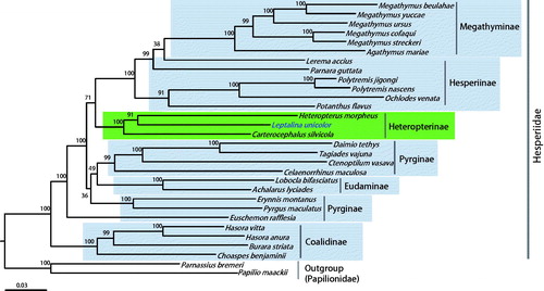 Figure 1. Phylogenetic tree of Hesperiidae, using maximum-likelihood (ML) method based on concatenated 13 protein-coding genes (PCGs) and 2 rRNAs. The numbers at each node specify bootstrap percentages of 1000 pseudoreplicates. Papilionidae (Papilio maakii and Parnassius bremeri) were utilized as the outgroup. GenBank accession numbers are as follows: Pyrgus maculatus, KP689265 (unpublished); Euschemon rafflesia, KY513288 (Zhang, Cong, Shen, et al. Citation2017); Tagiades vajuna, KX865091 (Liu et al. Citation2017); Erynnis montanus, KC659955 (Wang et al. Citation2014); Celaenorrhinus maculosa, KF543077 (Wang et al. Citation2015); Daimio tethys, KJ813807 (Zuo et al. Citation2016); Ctenoptilum vasava, JF713818 (Hao et al. Citation2012); Achalarus lyciades, KX249739 (unpublished); Lobocla bifasciatus, KJ629166 (Kim et al. Citation2014); Heteropterus morpheus, KF881050 (unpublished); Carterocephalus silvicola, KJ629163 (Kim et al. Citation2014); Polytremis jigongi, KP765762 (unpublished); Parnara guttata, JX101619 (unpublished); Potanthus flavus, KJ629167 (Kim et al. Citation2014); Lerema accius, KT598278 (Cong and Grishin Citation2016); Ochlodes venata, HM243593 (unpublished); Polytremis nascens, KM981865 (Jiang et al. Citation2016); Choaspes benjaminii, JX101620 (unpublished); Hasora anura, KR189008 (unpublished); Hasora vitta, KR076553 (unpublished); Burara striata, KY524446 (Zhang, Cong, Fan, et al. Citation2017); Megathymus yuccae, KY630500 (Zhang, Cong, Fan, et al. Citation2017); M. streckeri, KY630501 (Zhang, Cong, Fan, et al. Citation2017); M. ursus, KY630502 (Zhang, Cong, Fan, et al. Citation2017); M. cofaqui, KY630503 (Zhang, Cong, Fan, et al. Citation2017); Agathymus mariae, KY630504 (Zhang, Cong, Fan, et al. Citation2017); M. beulahae, KY630505 (Zhang, Cong, Fan, et al. Citation2017); Parnassius bremeri FJ871125 (Kim et al. Citation2009); and Papilio maackii KC433408 (Dong et al. Citation2013).