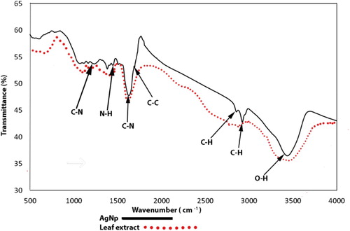 Figure 7. FT-IR spectra of Ipomoea aquatica leaf extract and AgNPs.