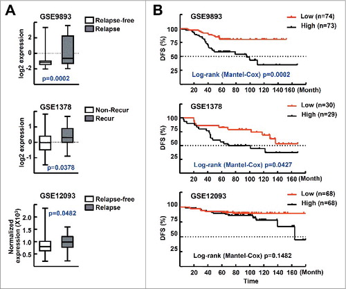 Figure 7. Level of MTA1 expression correlates with clinical outcome in patients with breast cancer. (A) MTA1 expression levels in ESR-positive breast cancer patients who were treated with tamoxifen. The expression levels of MTA1 mRNA in 147 patients with ESR-positive breast cancer treated with tamoxifen for 5 y after surgery (GSE9893) are shown by the log2 expression value (top). The expression levels of MTA1 mRNA in 59 patients with ESR-positive breast cancer treated with standard breast surgery and radiation followed by 5 y of adjuvant tamoxifen (GSE1378) are shown by the log2 expression value (middle). The expression levels of MTA1 mRNA in 136 patients with ESR-positive tumor treated with adjuvant tamoxifen (GSE12093) were shown after normalization and scaled values to a target intensity of 600 (bottom). (B) The association of MTA1 expression levels and disease-free survival. The MTA1 low group includes the case with lower MTA1 levels than the median of all patients in the study, and the rest of the patients belonged to the MTA1-high group.