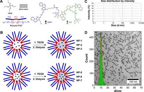 Figure 1 Synthesis and morphological characterization of NIR-PluS NPs.Notes: (A) Main chemical components; (B) schematic representation of NIR-PluS NPs synthesis; (C) representative DLS hydrodynamic diameter distribution in water; and (D) representative TEM image with core diameter distribution.Abbreviations: NIR, near infrared; NIR-PluS NPs, NIR-emitting pluronic-silica nanoparticles; TEM, transmission electron microscope; TEOS, tetraethyl orthosilicate; NP, nanoparticle; DLS, dynamic light scattering.