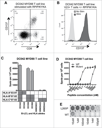 Figure 2. MYD88 L265P is recognized by an HLA-B*07:02-restricted CD8+ T cell line. (A, B) The MYD88L265P RPIPIKYKA-specific T cell line was stimulated overnight with or without peptide (10 μM) and then analyzed by flow cytometry. (A) Peptide stimulated cells were gated on single lymphocytes and assessed for expression of CD8+ and CD137. This showed that activated (CD137+) cells were CD8+. (B) After overnight incubation with or without peptide, cells were gated on single lymphocytes and then on expression of CD8+ and TCR-Vβ3. Stimulated CD8+ TCRVβ3+ cells express CD137, demonstrating that the relevant TCR is from the Vβ3 family. (C) IFNγ ELISPOT results from an HLA restriction experiment showing that the RPIPIKYKA peptide is presented in the context of HLA-B*07:02. T cells (1 × 105 cells) were incubated with a panel of LCL (2 × 105 cells/well) that were matched with the donor T cells at 0–2 alleles and that had been peptide-pulsed with RPIPIKYKA (10 μM). Background spot numbers (T cells plus LCL without peptide pulse) were subtracted. * = TNTC. Gray boxes indicate alleles present in each donor. (D) ELISPOT data showing recognition of MYD88L265P RPIPIKYKA (solid circles) at over 100,000-fold lower peptide concentration than MYD88WT RLIPIKYKA (open circles). Data points at the top of the curve are an underestimate, as spots were TNTC. (E) A subset of ELISPOT wells from the experiment described in Fig. 2D.