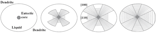 Figure 2. Solidification model of the (γ + γ′) eutectic island.