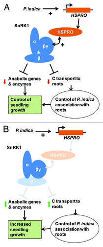 Figure 2. Hypothetical model for the role of HSPRO and SnRK1 in regulation of seedling growth during interaction of N. attenuata plants with the growth promoting fungus P. indica.(A) The interaction of P. indica with roots of N. attenuata seedlings induces the expression of HSPRO via transcriptional activation.Citation1 HSPRO interacts with the βγ-subunit of SnRK1Citation2 and this interaction activates SnRK1 by still unknown mechanisms. Activation of SnRK1 controls the allocation of carbon (C) from photo-assimilates to the rootsCitation3 and negatively regulates the expression of anabolic genes and enzymes (references in text). These mechanisms either directly or indirectly affect seedling growth during interaction with P. indica. (B) In plants with reduced levels of HSPRO expression (e.g., triggered by gene silencing) or SnRK1 activity (e.g., triggered by silencing of the β-subunit), the negative regulation of C transport to roots, anabolic gene expression and metabolic enzyme activities by SnRK1 is lessened and seedling growth is enhanced via differential growth promotion by P. indica.