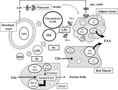 Figure 6 The mechanism of SKL-14959 in lipids and glucose metabolism. Diets secret GIP and insulin as well as increase postprandially chylomicron remnants in blood, and then chylomicron particles are sequentially hydrolyzed by LPL and HL, being metabolized to VLDL, IDL, LDL, and HDL. The inhibition of LPL activity can decrease the production of FFAs from lipid particles, catabolizing excess ectopic fat in adipocyte and muscle. After that, glucose uptake is enhanced, and increase glucose utility with beta-oxidation in muscle and liver.