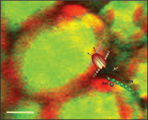 Figure 2 ODNs “piggyback” on transported sugar molecules. A pictorial representation of ODNs utilizing the sucrose translocator (SUT) to enter plant cells. The confocal microscope projection image shows uptake of fluorescently labeled ODNs (green) in barley leaves after 24 h incubation in 200 mM sucrose.Citation10 Autofluorescence from chloroplasts is shown in red. The superimposed cartoon shows the coupled symport of H+ (white dot), sucrose (blue) and ODN (green) through the SUT (red). Scale bar, 10 µm.