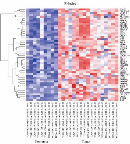 Figure 1. Differentially expressed genes (DEGs) between tumor and nontumor tissues in HCC patients in TCGA dataset were screened the ‘getDiffExpressedGenes’ function in RTCGAToolbox package with criteria P value < 0.05, adjusted P value < 0.05 and logFC ≥ 2. Top 50 upregulated DEGs was obtained for heatmap performance when ‘hmTopUpN’ equals to 50 and ‘hmTopDownN’ equals to 0