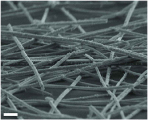 Figure 2. SEM image (scalebar = 0.5 μm) of self-assembled PVP-coated Ag nanowires. Reprinted under CC BY 4.0 from Milano et al. [Citation47]