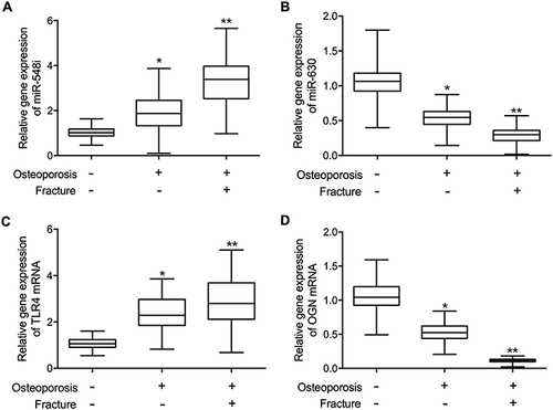 Figure 4 The expression of miR-548i, miR-630, TLR4 mRNA and OGN mRNA in the bone tissue of postmenopausal women (*p-value < 0.05 vs Osteoporosis (-) Fracture (-) group; **p-value < 0.0 vs Osteoporosis (+) Fracture (-) group). (A) Tissue expression of miR-548i was highest in the Osteoporosis (+) Fracture (+) group. (B) Tissue expression of miR-630 was lowest in the Osteoporosis (+) Fracture (+) group. (C) Tissue expression of TLR4 mRNA was highest in the Osteoporosis (+) Fracture (+) group. (D) Tissue expression of OGN mRNA was lowest in the Osteoporosis (+) Fracture (+) group.