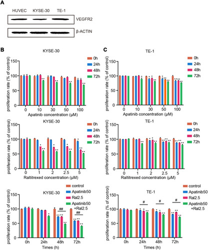 Figure 1 Combined effects of raltitrexed and apatinib on cell proliferation in ESCC cells. (A) Detection of VEGFR2 expression in KYSE30 and TE-1 cells by Western blot. β-ACTIN was detected as loading control. (B and C) Cell proliferation rates of KYSE-30 (B) and TE-1 (C) cells after being treated with control, 50 µM apatinib, 2.5 µM raltitrexed, or 50 µM apatinib + 2.5 µM raltitrexed for the indicated time in MTS assays. Data indicate means+±SD of three biological replicates. Student’s t-test; *P<0.05, **P<0.01 (vs control); #P<0.05, ##P<0.01 (vs 50 µM apatinib).