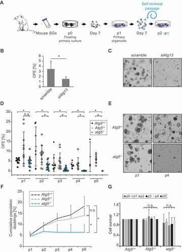 Figure 1. Autophagy is essential for SGSCs self-renewal. (A) Schematic representation of 3D culturing of murine SGSCs for self-renewal analysis. (B) Organoids from SGSCs transfected with either scrambled siRNAs (scramble) or siRNAs targeting Atg13 (siAtg13) for 48 h after 7 days in Matrigel®. The percentage of organoid-forming efficiency (OFE) was determined at the end of passage 1 in MM medium as described in Material and Methods. Bars represent the means of 3 independent experiments ± SD. The asterisk annotates a significant difference of p < 0.05. (C) Brightfield microscope images of organoids from SGSCs transfected as in panel B. (D) OFE of autophagy competent (Atg5+/+, Atg5+/-) and atg5−/- 3D cultures over 5 passages (p1 to p5). Each data point represents the measurement of one sample and means ±SD are indicated. Asterisks annotate significant differences of p < 0.05. (E) Brightfield microscope images of primary organoids from SGSCs derived from Atg5+/- and atg5−/- embryos at stage E18.5, at the end of passage 1 (p1) and 4 (p4) in the MM medium. (F) Cumulative population doublings of Atg5+/+, Atg5+/- and atg5−/- SGSCs over the 5 passages shown in (D). Asterisks annotate significant differences of p < 0.05. (G) Cell survival rates of Atg5+/+, Atg5+/- and atg5−/- SGSCs were determined at the end of 5 passages (p0 to p5) using ANNEXIN V/PI staining and FACS sorting as described in Materials and Methods, and normalized to the cell survival rate of heterozygous Atg5+/+ SGSCs. Bars represent the means of 3 independent experiments ±SD. The n.s. abbreviations highlight that there are no significant differences.