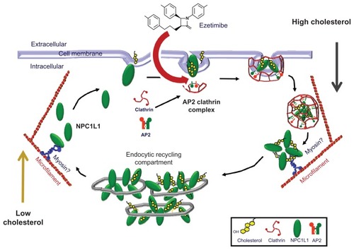 Figure 2 Effect of ezetimibe on NPC1L1-mediated internalization of cholesterol.Copyright © 2008, Elsevier. Adapted with permission from Ge L, Wang J, Qi W, et al. The cholesterol absorption inhibitor ezetimibe acts by blocking the sterol-induced internalization of NPC1L1. Cell Metab. 2008;7:508–519.Citation41