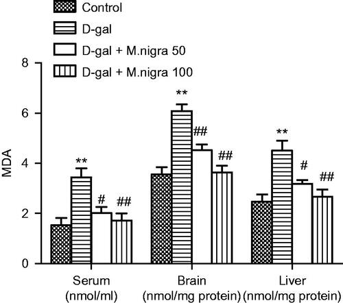 Figure 5. Effect of M. nigra on the levels of MDA in serum, brain, and liver of d-galactose-treated mice. Data are expressed as mean ± S.D. (n = 8 in each group). **p <0.01, compared with the control group; ##p <0.01, #p <0.05 compared with the d-galactose group.