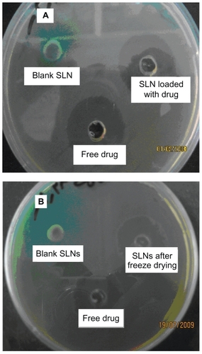Figure 3 Photographs of the zone of inhibition produced by free amikacin and its SLNs in A) primary dispersion of SLNs and B) after freeze drying and re-dispersion of SLNs.