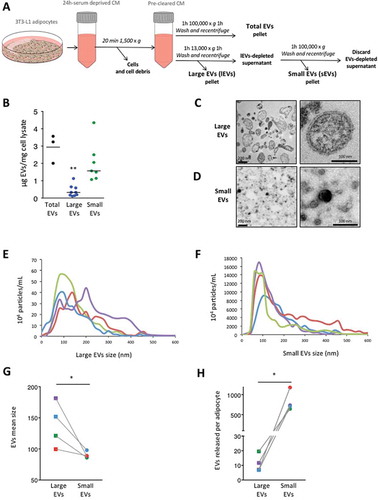 Figure 1. 3T3-L1 adipocytes secrete distinct extracellular vesicle (EV) subpopulations: large extracellular vesicles (lEVs) and small extracellular vesicles (sEVs). (A) Schematic representation of the successive differential centrifugation steps used to isolate the EV subpopulations released by mature 3T3-L1 adipocytes. Total EVs and EV subtypes, namely lEVs and sEVs, were isolated from 24 h serum-deprived 3T3-L1 culture media (CM) after the removal of cells and cell debris. (B) EV production based on protein content of EV subtypes. The protein content of each EV pellet normalised to the protein content of the original productive 3T3-L1 adipocytes is presented. n = 3–9 independent EV preparations, **p < 0.01 (Mann–Whitney rank test). (C,D) Transmission electron microscopy images of lEV (C) and sEV (D) pellets. Note that scale bars differ between images (left images, scale bars = 200 nm; right images, scale bars = 100 nm). (E–H) Nanoparticle tracking analysis of lEV and sEV populations. Determination of size distribution and concentration of lEV (E) and sEV (F) preparations. Indicated concentrations refer to the initial concentration of EVs in the conditioned media from which they were isolated and are expressed as 104 particles/mL. Each coloured line represents the mean of five videos acquired for a single biological sample. EV mean size (G) and EVs released per cell (H) are presented. The same colours as in (E) and (F) are used to distinguish the four different lEV/sEV preparations analysed. lEV pellets contained vesicles of larger size than sEV pellets. 3T3-L1 adipocytes secrete substantially more sEVs than lEVs in serum-deprived conditions. n = 4 biological samples for lEVs and for sEVs, *p < 0.05 (Mann–Whitney rank test).