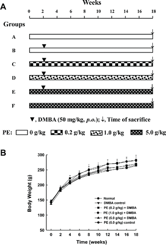 Figure 1. Experimental protocol and animal growth during the entire term of the study. A: Schematic representation of the experimental design utilized to investigate the effect of pomegranate emulsion (PE) on 7,12-dimethylbenz(a)anthracene (DMBA)-induced rat mammary carcinogenesis. B: Effect of dietary PE on body weight gain during DMBA-initiated mammary tumorigenesis in rats. Each data point indicates mean ± SEM (n = 12 for Group A, 11 for Group B, 8 each for Groups C and D, 7 for Group E, and 5 for Group F). No significant difference in body weights was observed among various rat groups at any time-point of the study.