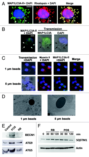 Figure 5. Activation of MAP1LC3A-II, in POS-exposed Sertoli cells. In (A), POS-exposed Sertoli cells show large (arrow) and small (asterisks) vacuoles, which are immunoreactive for Rhodopsin and for MAP1LC3A-II (merge, boxed area). In (B), for RB-exposed Sertoli cells, MAP1LC3A immunostaining distributes homogenously throughout cell cytoplasm and does not colocalize with RB (arrows). In (C), transmission pictures of Sertoli cells exposed to PS-coated polystyrene beads (unstained) merged with DAPI (blue) stained nuclei, showing that both 1 μm and 5 μm diameter particles bind to- and are ingested by- Sertoli cell. Sertoli cell exposure to beads of either sizes, induces myosin-II clumping (arrowheads) but not MAP1LC3A-clustering. In (D), EM images showing that both 1 μm and 5 μm diameter particles were ingested by Sertoli cells but did not lead in either cases to double-membrane formation. In (E), western blotting analysis of changes in the expression level of BECN1, ATG5 and ATG9 in Sertoli cells exposed to either POS or RB as compared with control Sertoli cells not exposed to either substrates. In F, western blotting analysis of a time-course of SQSTM1 protein degradation in Sertoli cells exposed to either POS or RB. Scale bar: (A–C) 5 μm.