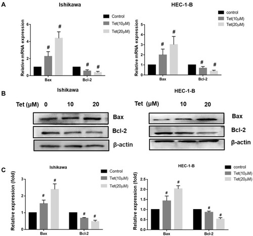 Figure 8 Effect of tetrandrine on the mRNA and protein expressions of Bax and Bcl-2. The Ishikawa and HEC-1-B cells were treated with 0, 10 or 20 µM tetrandrine for 24 h. (A) The mRNA expression levels of Bax and Bcl-2 were measured by qRT-PCR. (B) The protein expression levels of Bax and Bcl-2 were detected by Western blotting. (C) The relative protein expression of Bax and Bcl-2 were normalized to β-actin. Data were presented as means ± SD (n=3), #P<0.05.