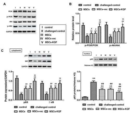 Figure 8 Effect of MSCs-KGF treatment on PI3K/Akt signaling pathway and NF-κB pathway in intestinal tissues of UC rats. (A) Western blot showing the relative expression levels of PI3K/Akt pathway-related proteins in rats treated with or without MSCs. (B) Quantitative analysis of the ratio of phosphorylated-PI3K(p-PI3K) and p-Akt proteins to total PI3K (PI3K) and total Akt (Akt). (C) Western blot analysis of cytoplasmic and nuclear NF-κB p65. GAPDH and histone H3 were used for normalization for cytoplasmic and nuclear protein, respectively. n=10. Data shown are mean±SD. **p<0.01 vs control group; #p<0.05, ##p<0.01 vs Model group; $$p<0.01 vs MSCs group.