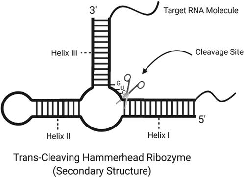 Figure 3. Secondary structure of a trans-cleaving hammerhead ribozyme with cleavage site (created with BioRender.com).