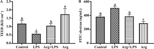 Figure 2. Effects of Arg on intestinal barrier function in LPS-treated IOECs for 24h. TEER (A) and paracellular permeability (B) were determined. TEER, transepithelial electrical resistance; Con, Arg-free DMEM; LPS, Arg-free DMEM supplemented with 10 μg/mL LPS; Arg + LPS, Arg-free DMEM supplemented with both 10 μg/mL LPS and 100 μM L-arginine; Arg, Arg-free DMEM supplemented with 100 μM L-arginine. Values are expressed as means ± SEM, n = 6/group. Mean values in columns without a common letter differ (P < 0.05).