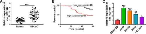 Figure 1 The prognosis of NSCLC patients with high expression of circ_0001944 was worse. (A) QRT-PCR analysis of circ_0001944 expression in 47 paired NSCLC tissues and neighbor normal tissues. (B) Kaplan-Meier survival curves showed the prognosis of NSCLC patients with high or low expression of circ_0001944. (C) Assessment of circ_0001944 expression in NSCLC cells (A549, H1975, H522, and HCC827) and the BEAS-2B cells by qRT-PCR. *P < 0.05, **P < 0.01, and ***P < 0.001.