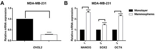 Figure 8 OVOL2, NANOG, OCT4 and SOX2 expression in mammospheres of MDA-MB-231. (A) mRNA of OVOL2 was significantly lower in mammospheres. (B) mRNA of NANOG, OCT4 and SOX2 was significantly higher in mammospheres. Quantitative data is presented as mean ± s.d. of three independent experiments. ****p<0.0001.