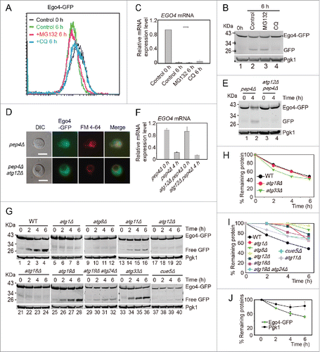 Figure 6. Ego4 is selectively degraded by autophagy. (A-C) The degradation of Ego4 was not dependent on the proteasome but dependent on autophagy. The EGO4-GFP strain was transferred into SPM and treated with or without 100 μM MG132 or 200 μM CQ between 0 to 6 h. The GFP intensity and EGO4 mRNA expression level were analyzed by flow cytometry (A), western blotting (B) and quantitative real time PCR (C). (D-F) Ego4-GFP was transferred into the vacuole at early stage of meiosis, which was dependent on autophagy. pep4Δ or pep4Δ atg12Δ cells were prepared as in Fig. 1A. The 4-h samples from SPM were visualized by fluorescence microscopy (D) and protein changes were detected by western blotting (E). Scale bar: 5 μm. DIC, differential interference contrast. The mRNA expression levels of those samples were analyzed by real-time PCR (F). (G) Ego4-GFP was selectively degraded by autophagy. GFP-tagged Ego4 proteins in WT, atg1Δ, atg8Δ, atg12Δ, atg18Δ, atg19Δ, atg33Δ, atg11Δ, atg19Δ atg24Δ and cue5Δ strains were analyzed by western blotting (lanes 1-40). Samples were collected at 0, 2, 4 and 6 h after transferring into SPM. (H-I) Quantitative analysis of Ego4-GFP degradation in ATG knockout strains in (G). The degradation rates of Ego4-GFP in WT, atg19Δ, atg33Δ (H) atg1Δ, atg8Δ, atg11Δ, atg12Δ, atg18Δ, atg19Δ atg24Δ and cue5Δ (I) strains. (J) Degradation of Ego4-GFP was faster than Pgk1. The EGO4-GFP strain was sporulated and samples were collected at 0, 2, 4, and 6 h for western blotting. The percentages of remaining protein were the value of the protein level divided by their protein levels at 0 h.