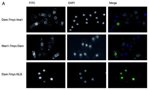 Figure 1A (See next page for B–E). DamID of Ima1 and Man1. (A) Subnuclear localization of Ima1- and Man1-Dam fusion proteins and the Dam-only control. Immunofluorescence microscopy was performed using an anti-myc antibody against the 7myc-tags in the expressed proteins. A FITC-coupled antibody was used for secondary staining.