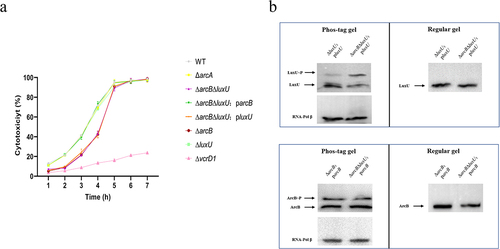 Figure 5. LuxU is still phosphorylated but not involved into regulation of V. parahaemolyticus cytotoxicity. (a) the trend of LDH (% cytotoxicity) in HeLa cells infected with different strains over time. At the indicated time points, the culture supernatants were measured for the release of LDH, followed by the calculation of cytotoxicity as a percentage of total cellular lysis. Including WT strain, indicated mutant strains, and complementation strain. The pBBR1MCS–1 plasmid was used for all complemented strains. All strains were incubated under aerobic conditions before infection. The data are the means ± SD from a representative experiment repeated in triplicate. Statistical significance was calculated using one-way ANOVA analysis. (b) in vivo phosphorylation detection of ArcB and LuxU. All V. parahaemolyticus strains were incubated under aerobic conditions. Western blot analysis of V. parahaemolyticus cell lysates using Phos-tag™ to detection phosphorylation (left panels; LuxU~P, ArcB~P) and using conventional SDS-PAGE (right panels). The protein amounts was calibrated by RNA-Pol β. The data are representative of three independent experiments.