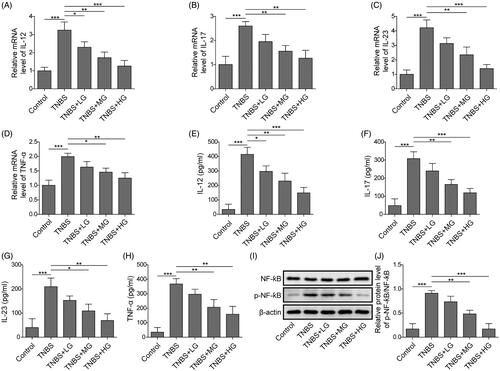 Figure 7. ART regulated the expression of inflammatory factors by reducing miR-155 expression, and inhibits NF-κB signalling pathway in the mouse model. The expression of IL-12 (A), IL-17 (B), IL-23 (C) and TNF-ɑ (D) were detected by qRT-PCR. The concentrations of IL-12 (E), IL-17 (F), IL-23 (G) and TNF-ɑ (H) in culture supernatants were detected using ELISA assay. (H, J) NF-κB signalling was detected by Western blot. Data were presented as mean ± SD. ns: not significant; *p < 0.05; **p < 0.01; ***p < 0.001.