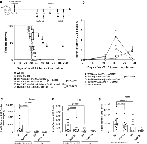 Figure 1. Deficiency in Batf3 impacts on the efficacy of neoadjuvant anti-PD-1 and anti-CD137 immunotherapies. (A, B) Groups of BALB/c WT or Batf3−/- mice (n = 5/grp) were injected with 5 × 104 4T1.2 mammary carcinoma cells in the mammary fat pad. A, As indicated in the schematic, groups of mice were treated with either neoadjuvant or adjuvant anti-PD-1 and anti-CD137 mAb (100 μg/mouse of each mAb, i.p.) on days 11 and 13 (neoadjuvant groups) or days 19 and 21 (adjuvant groups) with all primary tumors resected on day 16 while control IgG (cIg) (200 μg/mouse, i.p.) was given on days 11, 13, 19 and 21. A, The Kaplan-Meier curves for overall survival of each group are shown. Data pooled from 2 experiments with significant differences between indicated groups determined by log-rank sum test with exact p values shown. B, From one experiment in (A), peripheral blood was collected from the indicated groups of mice longitudinally for flow cytometry (n = 5/grp). Gating on live CD45.2+ cells of lymphocyte morphology, the proportion of gp70 tetramer+ CD8+ TCRβ+ cells is shown. Data presented as mean + SEM. A naive mouse was also included in this experiment. Significant differences between neoadjuvant anti-PD-1+ anti-CD137 treated WT mice and Batf3−/- mice on day 16 following tumor inoculation were determined by unpaired Welch’s t-test with exact p value indicated. C-E, In a similar experimental setup as (A), groups of WT and Batf3−/- mice (n = 4–6/grp) were treated with neoadjuvant anti-PD-1 and anti-CD137 mAb (100 μg/mouse of each mAb, i.p.) or cIg (200 μg/mouse, i.p.) on days 11 and 13 and were sacrificed on day 16 and their tumors, draining lymph node (dLN) and non-draining lymph node (ndLN) collected and single cell suspensions generated for flow cytometry. Gating on live CD45.2+ cells of lymphocyte morphology, the absolute numbers of gp70 tetramer+ CD8+ TCRβ+ cells in the (C) tumor, (D) dLN and (E) ndLN are shown. Data presented as mean ± SEM. Data pooled from 2 experiments with significant differences determined by two-way ANOVA with Dunnett’s post-test analysis with exact p value shown.