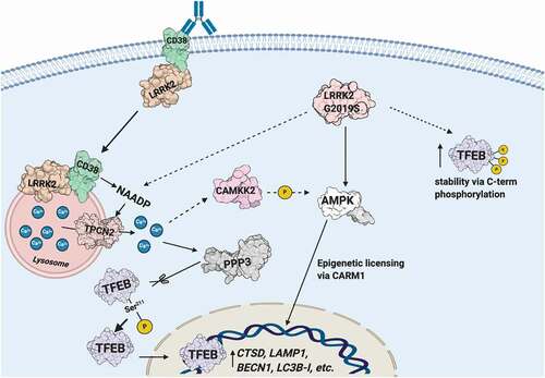 Figure 8. Schematic illustrating the CD38-LRRK2-TFEB signaling pathway in B-lymphocytes and macrophages. The CD38-LRRK2 complex exists on the plasma membrane and activation of CD38 results in the internalization of the CD38-LRRK2 complex and its targeting to the endolysosomal system. CD38 promotes generation of an NAADP-dependent lysosomal calcium signal, which is dependent on LRRK2 kinase activity. This results in the activation of PPP3/calcineurin, which dephosphorylates TFEB at Ser211 and allows its nuclear translocation. The pathogenic kinase overactive LRRK2G2019S mutant aberrantly activates TFEB via NAADP-TPCN2-dependent calcium signaling and stabilizes TFEB by promoting its C-terminal phosphorylation. Solid arrows indicate known relationships, while dashed arrows indicated hypothesized connections.