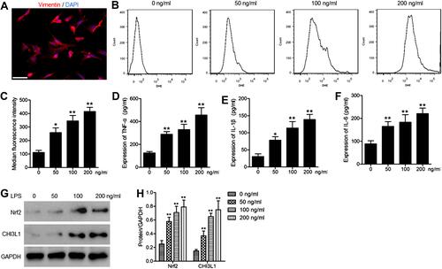 Figure 5 LPS treatment of murine synoviocytes induces inflammation and ROS production. (A) Representative immunofluorescence images used to identify synoviocytes. Images of vimentin staining (red). Nuclei were counterstained with DAPI (blue). Scale bar =50 μm. (B) ROS levels in cells treated with a range of LPS concentrations for 24 h were evaluated via flow cytometry. (C) Median fluorescent intensity values were used to quantify ROS data. ELISAs were used to measure supernatant TNF-α (D), IL-1β (E), and IL-6 (F) concentrations. (G) Western blotting was used to assess Nrf2 and CHI3L1 protein levels, (H) with GAPDH as a normalization control. Data are means ± SD from three technical replicates. *p<0.05, **p<0.01 vs untreated.