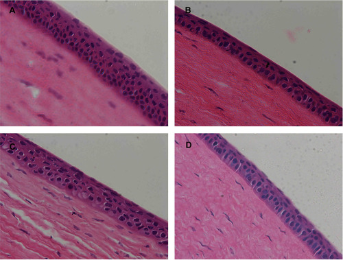 Figure 10 Histopathological images of rabbit corneas treated with (A) PLGA NPs, (B) 2-HP-β-CD/PLGA NPs, (C) trehalose/PLGA NPs, and (D) chitosan oligosaccharide/PLGA NPs.