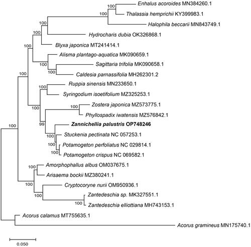 Figure 3. The ML phylogenetic tree based on the complete genome sequences of Zannichellia palustris and 22 other species within the order Alismatales. The position of Z. palustris is highlighted in bold and numbers next to each node are bootstrap support. The used sequences and their references were listed in Table S1.