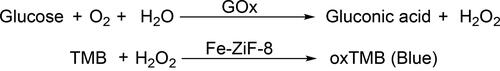 Figure 10. The detection mechanism of glucose concentration by Fe-ZIF-8 combined with glucose oxidase (GOx).