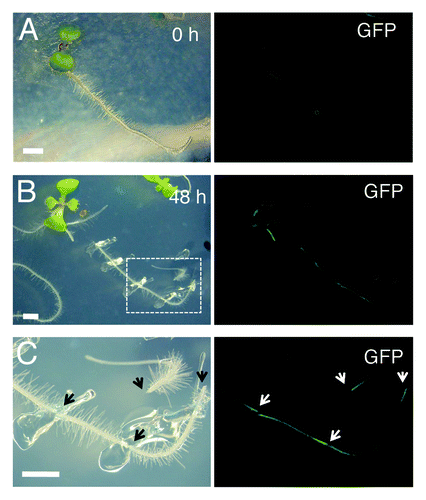 Figure 2. WIND1 expression is induced locally at the wound site. (Left panels) Light micrograph of 4-d-old intact ProWIND1:GFP plants (A) and 6-d-old ProWIND1:GFP plants incubated for 48 h (h) after root dissection (B). (C) Magnified view of ProWIND1:GFP root segments marked with a white box in (B). (Right panels) The WIND1 promoter activity visualized by the GFP expression. Strong GFP signals are seen at both ends of the dissected roots as indicated by arrows. Scale bars, 2 mm (A, B, C)