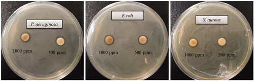 Figure 7. Zones of inhibition of biosynthesized AgNPs (30 μL) at 500 ppm and 1000 ppm concentrations in the water against P. aeruginosa, E. coli and S. aureus.