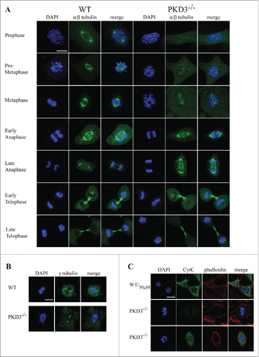 Figure 4. Failure in microtubule nucleation in PKD3 deficient MEFs: Wild type and PKD3 deficient MEFs were kept under normal cell culture conditions before fixation and incubation with indicated antibodies according to protocols described in material and methods. (A) α/β-tubulin antibody staining of wt (first three rows on the left) and PKD3−/− (last three rows on the right) MEFs at indicated mitotic phases (estimated by DAPI staining). (B) γ-tubulin antibody staining of wt (first three images on the left) and PKD3−/− (last three images on the right) MEFs at metaphase (estimated by DAPI staining). (C) First row: Wild type MEFs were treated with 50μM H2O2 for 15 min at 37°C before fixation and indicated staining or antibody incubation according to protocols described in material and methods. This sample served as control for the validation of cytoplasmic Cyt C release after apoptotic induction. Second row: Example of a PKD3 deficient MEF with appropriate aligned condensed chromosomes at prometaphase. Third row: Example of a PKD3 deficient MEF with improper aligned condensed chromosomes at prometaphase. Applied stainings and antibody are indicated above the images. Cyt C release into the cytoplasm (green color) indicates the induction of the apoptotic cascade. All images are representatives of many for the indicated staining. Scale bars: 48 μM.