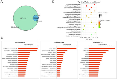 Figure 3 Target gene prediction and functional enrichment analyses of DE tsRNAs. (A) Venn diagram showing the overlap in predicted target genes for DE tsRNAs between SONFH and healthy subjects using Miranda and RNAhybrid algorithms. (B) Gene Ontology (GO) classification for predicted target genes of DE tsRNAs in SONFH patients. The x-axis shows the enrichment factor including gene numbers and -log10 (p-value) and the y-axis represents the top 20 GO enrichment terms. (C) Kyoto Encyclopedia of Genes and Genomes (KEGG) functional enrichment analysis for the predicted target genes of DE tsRNAs in SONFH patients compared to healthy subjects. The horizontal axis refers to the number of genes and the vertical axis refers to the KEGG pathway terms. Node color: p value.