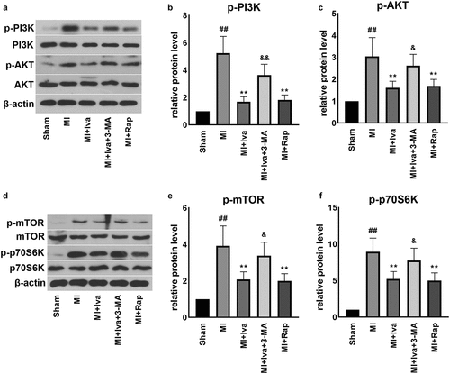 Figure 5. Effect of ivabradine on AKT/mTOR/p70S6K pathway of MI rats. (a) Representative WB bands of p-PI3K, PI3K, AKT and p-AKT. Quantification of p-PI3K (b) and PI3K (c), as normalized to β-actin. (d) Representative WB bands of mTOR, p-mTOR, p70S6K and p-p70S6K. Quantification of p-PI3K (e) and PI3K (f), as normalized to β-actin. n = 6 hearts/group. Data were expressed as mean ± SD; ##P < 0.01 vs Sham group; **P < 0.01 vs MI group; &P < 0.05 vs MI+Iva group. Abbreviations: 3-MA, 3-methyladenine; Iva, ivabradine; MI, myocardial infarction; Rap, rapamycin