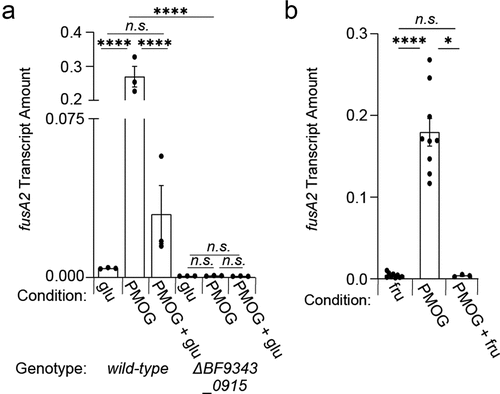 Figure 6. A BT4338-ortholog is silenced by dietary sugar addition in B. fragilis. (a) Bf fusA2 (BF9343_3536) transcript levels were measured in wild-type (ATCC 25285; black) or a BF9343_0915-deficient (GT2520; blue) B. fragilis strain grown in 0.5% glucose, 1% PMOG, or 1% PMOG 10-minutes after addition of 0.2% glucose (n = 3 biological samples; error bars represent SEM, P-values derived from two-way ANOVA; n.s. indicates P values ≥ 0.05; ****P < 0.0001). (b) the transcript level of B. fragilis fusA2 (BF9343_3536) was measured in wild-type (ATCC 25285) or a BF9343_0915-deficient (GT2520) strain during mid-exponential growth in either 0.5% fructose (fru) or 1% PMOG, and 60-minutes following the addition of fructose to 0.2% (n = 9 biological samples for fru and PMOG; n = 3 for PMOG + fru; error bars represent SEM, P values derived from one way ANOVA; n.s. indicates P values ≥ 0.05; *P < 0.05 ****P < 0.0001).