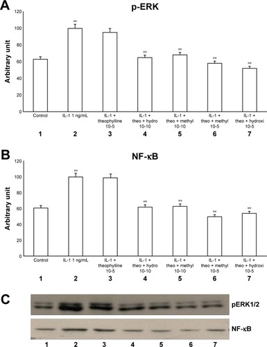 Figure 4 Effects of IL-1 (1 ng/mL) in the presence or absence of either methylprednisone (10−5 M) or hydrocortisone (10−10 M) in a 24-h treatment on (A) p-ERK and (B) NF-κB evaluated through (C) Western blot analysis in primary HBECs under the same treatments described in the graphs (lanes 1–7).