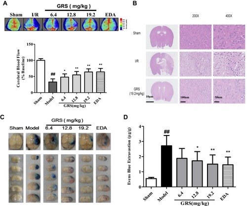 Figure 3 GRS reduces BBB permeability in I/R mice. Following MCAO, CBF was measured using laser Doppler ﬂowmetry and histological analysis performed with H&E staining. At 2 h before euthanization, 0.1 mL per 10 g body weight of 2% EB in normal saline was injected into each animal. Animals were anesthetized and perfused with normal saline. (A) Protective effect of GRS against I/R-induced decrease in CBF in ischemic brain regions. (B) Effects of GRS on I/R-induced histological features of brain slices from ischemic brain regions. (C) Effects of GRS on MCAO/R-induced EB leakage. Use images of EB-stained brain sections detected in different groups following 24 h of reperfusion after MCAO to show. (D) Amount  and statistical result of EB extravasation. Data are presented as means ± SD, n = 6. ##P < 0.01 vs sham group, **P < 0.01 vs I/R mice, *P < 0.05 vs I/R mice.