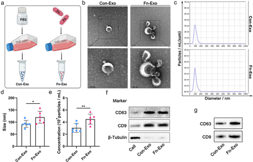 Figure 1. Characterization of Con-Exo and Fn-Exo. (a) Con-Exo and Fn-Exo were extracted from the supernatants of PBS-treated FHC cells and Fn-infected FHC cells, respectively, by ultracentrifugation. (b) Representative TEM images of purified Con-Exo and Fn-Exo. Scale bar = 100 nm. (c) Nanoparticle tracking analysis of number and size distribution in Con-Exo and Fn-Exo. (d and e) Size (d) and concentration (e) of Con-Exo and Fn-Exo. (f) Western blotting analysis of exosomal markers CD63 and CD9 in Con-Exo and Fn-Exo, β-tubulin served as an internal control in whole-cell lysates. (g) Western blot analysis of Con-Exo and Fn-Exo proteins (CD63 and CD9) obtained from the same volume of FHC cells supernatants. Data are represented as means ± SEM. *p < 0.05, **p < 0.01.