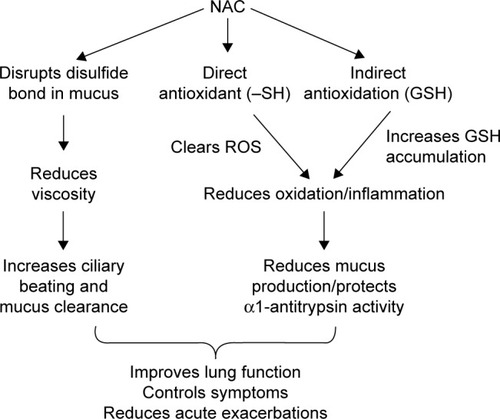 Figure 1 Mechanism of NAC pharmacology in COPD patients.Notes: NAC can directly break disulfide bonds in mucus to decrease mucus viscosity, thus improving ciliary beating and mucus clearance. NAC clears ROS through –SH binding, possessing antioxidant properties, as well as having the indirect function of facilitating GSH accumulation. The decrease of ROS and increase of GSH reduce airway inflammation and airway mucus production. All these contribute to improved lung function and reduced acute exacerbation.Abbreviations: –SH, thiol; GSH, glutathione; NAC, N-acetylcysteine; ROS, reactive oxygen species.