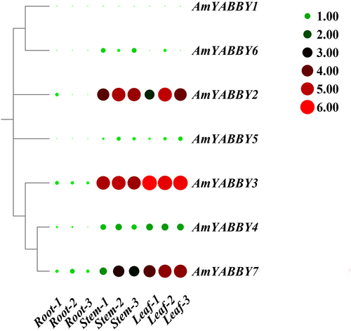 Figure 6. Heat map of YABBY gene expression pattern in roots, stems, and leaves of A. mongholicus.